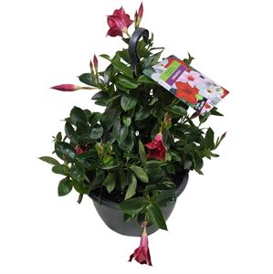 Afbeelding van HP25 Sundaville Red